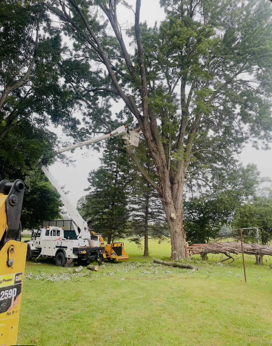 Tree Removal
